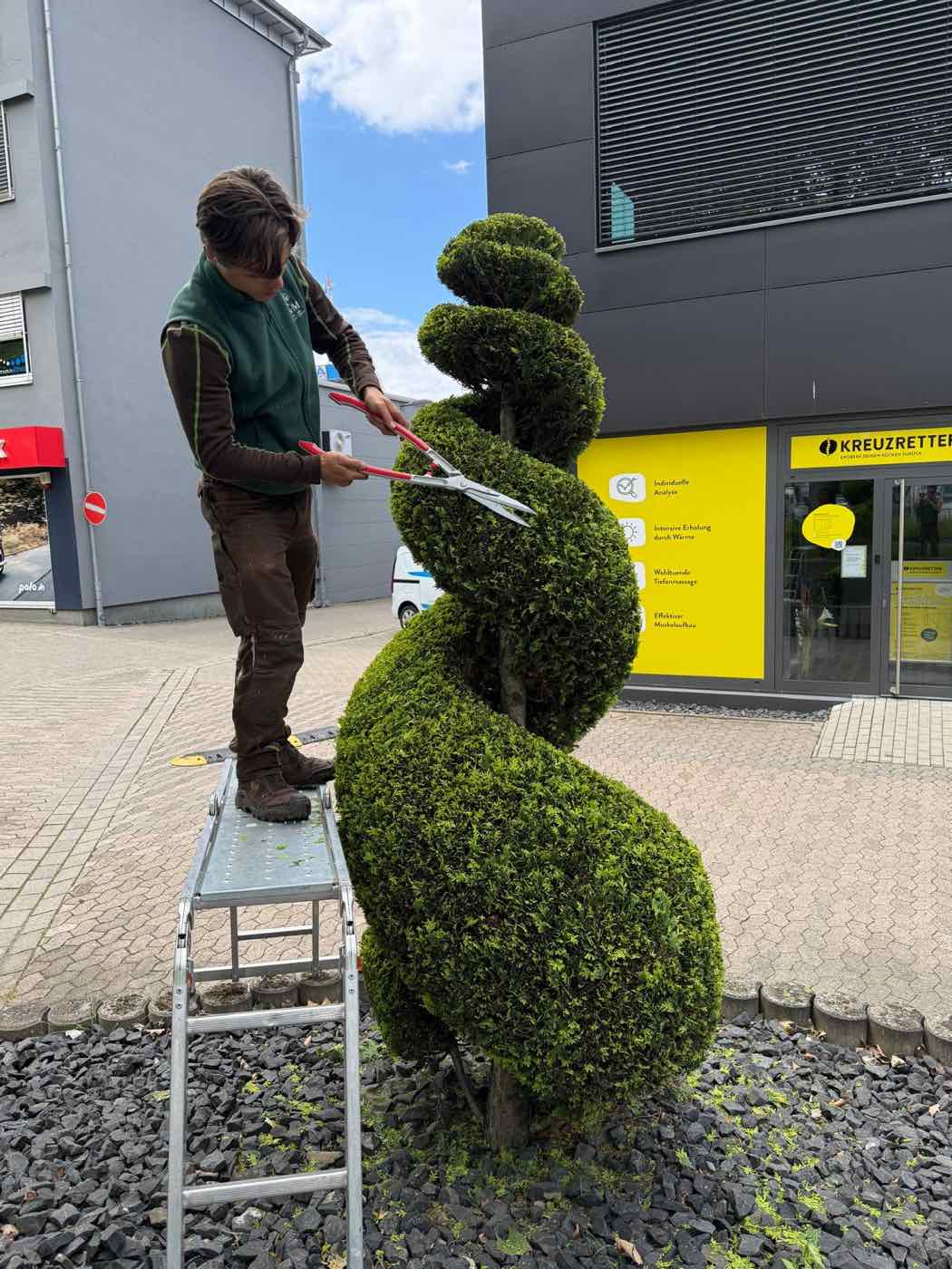 Formschnitt an einer Thuja-Spirale