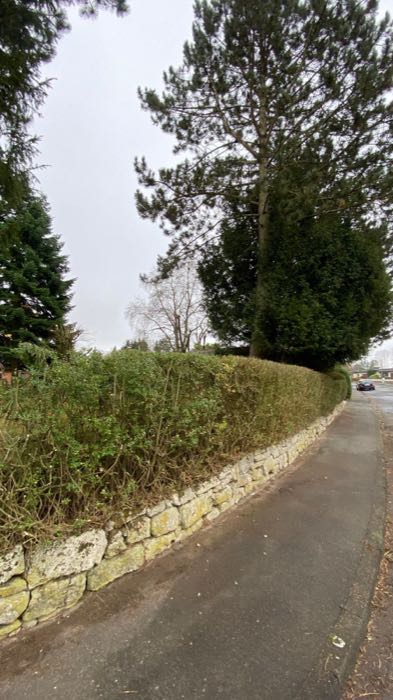 Hecke an der Straße