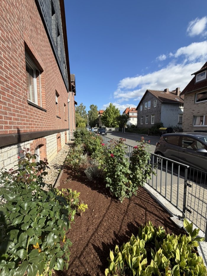 Frisch gemulchtes Rosenbeet entlang der Hauswand in Göttingen