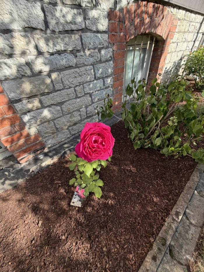 Neu gepflanzte Rose im frisch gemulchten Beet