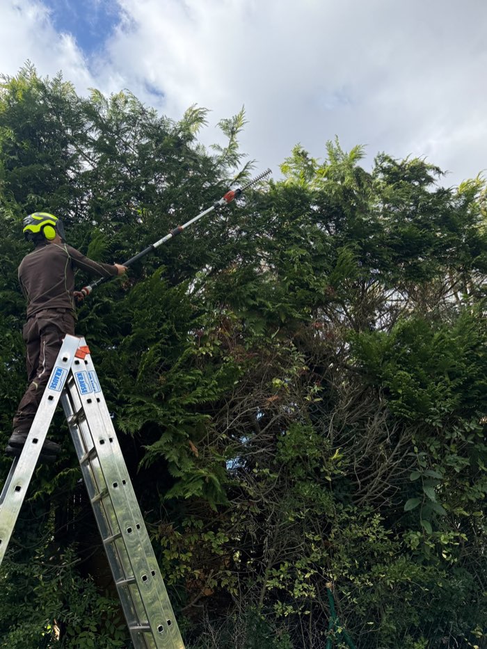 Rückschnitt einer hohen Thuja-Hecke von der Leiter