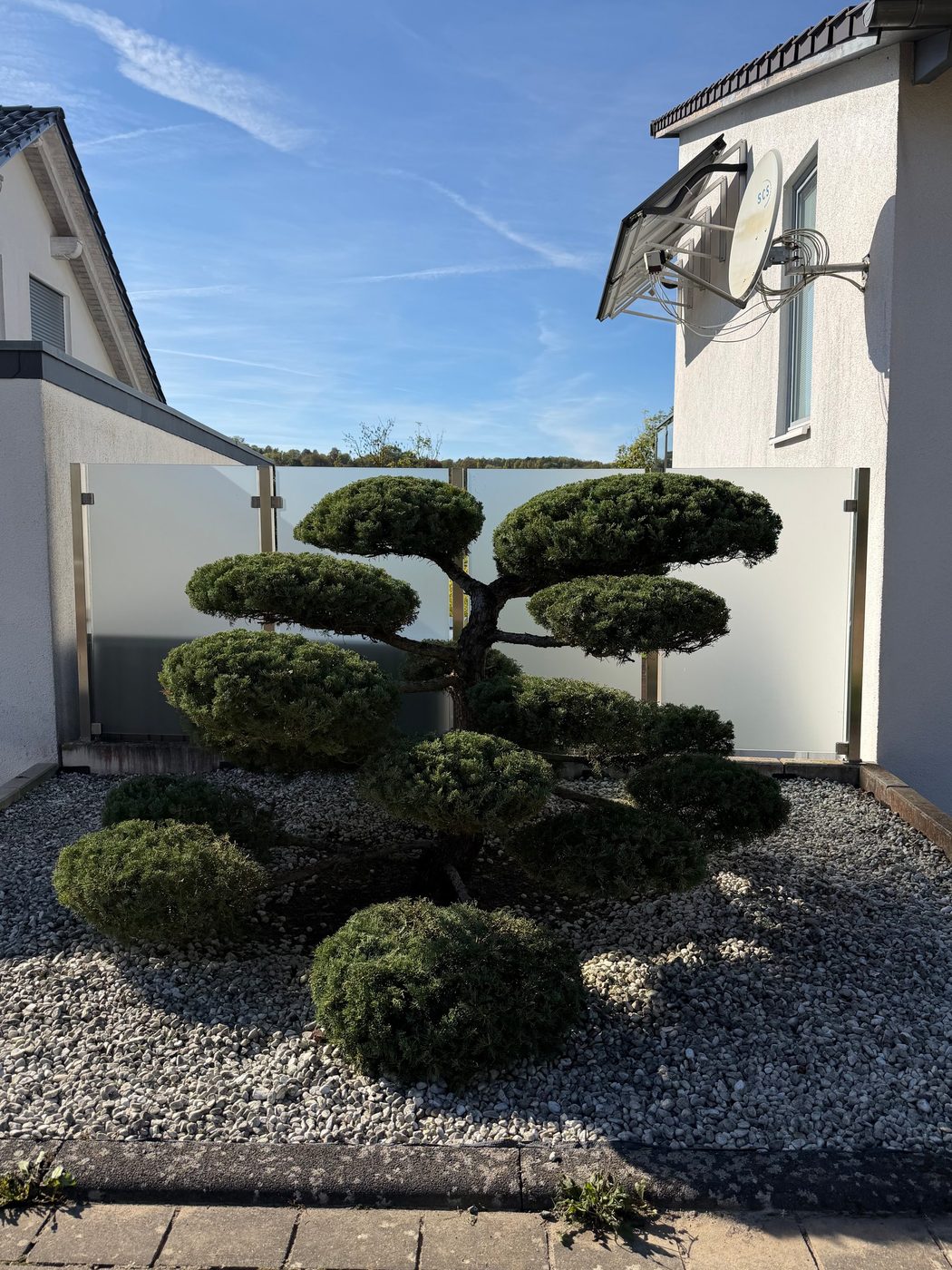 Nachher: Gartenbonsai nach dem Formschnitt