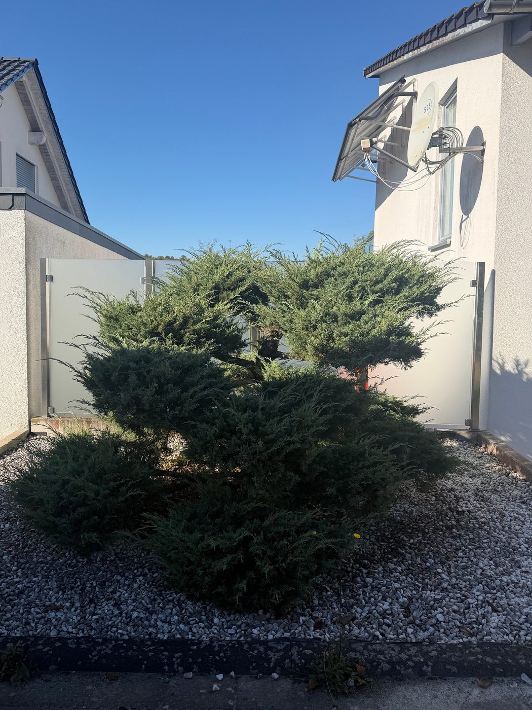 Vorher: zugewachsener Gartenbonsai zwischen zwei Häusern